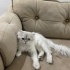 En uysal erkek kedi fotoğraf