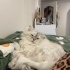 En uysal erkek kedi fotoğraf