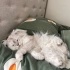En uysal erkek kedi fotoğraf