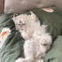 En uysal erkek kedi fotoğraf