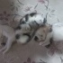 Yavru kedi 2 aylik tuvalet egitimi vardir fotoğraf
