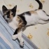 Sevecen Calico Yavru Kedi fotoğraf