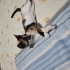 Sevecen Calico Yavru Kedi fotoğraf
