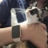 Sevecen Calico Yavru Kedi fotoğraf