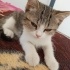 Ücretsiz sevimli ve oyuncu British tabii kedi fotoğraf