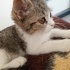 Ücretsiz sevimli ve oyuncu British tabii kedi fotoğraf