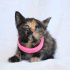 0534 216 08 72 tortoiseshell cinsi 1.5aylık kızım Kestane ve kardeşleri fotoğraf