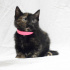 0534 216 08 72 tortoiseshell cinsi 1.5aylık kızım Kestane ve kardeşleri fotoğraf