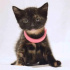 0534 216 08 72 tortoiseshell cinsi 1.5aylık kızım Kestane ve kardeşleri fotoğraf