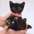 0534 216 08 72 tortoiseshell cinsi 1.5aylık kızım Kestane ve kardeşleri fotoğraf