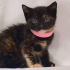 0534 216 08 72 tortoiseshell cinsi 1.5aylık kızım Kestane ve kardeşleri fotoğraf