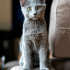 0534 216 08 72 RUSSIAN BLUE CİNSİ 2 AYLIK  KARDEŞLER(MSJ YAZIN)