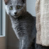 0534 216 08 72 RUSSIAN BLUE CİNSİ 2 AYLIK  KARDEŞLER(MSJ YAZIN) fotoğraf