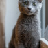 0534 216 08 72 RUSSIAN BLUE CİNSİ 2 AYLIK  KARDEŞLER(MSJ YAZIN) fotoğraf