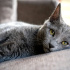 0534 216 08 72 RUSSIAN BLUE CİNSİ 2 AYLIK  KARDEŞLER(MSJ YAZIN) fotoğraf