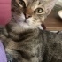 eve girmek için saatlerce miyavlıyor çok uslu