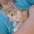 Calico, dünya tatlısı bebek kedi-sokakta yaşamasın- fotoğraf