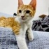 İki kardeş yuva arıyor fotoğraf
