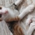 Acil yuva aranıyor fotoğraf