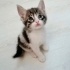 Minibonlar yuva arıyor fotoğraf