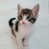 Minibonlar yuva arıyor fotoğraf