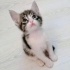 Minibonlar yuva arıyor fotoğraf