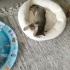 ücretsiz British tabii kedi fotoğraf