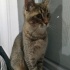 ücretsiz British tabii kedi