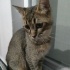 ücretsiz British tabii kedi fotoğraf
