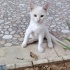 Acil yuva arıyor fotoğraf