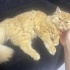 Dost canlısı İran kedisi fotoğraf