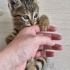 Tekir kedi acil yuva arıyor. Parazit aşıları yapıldı fotoğraf