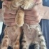 Tekir kedi acil yuva arıyor. Parazit aşıları yapıldı fotoğraf