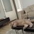 Sevimli kedicik fotoğraf
