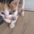 BADEM VE ZEYTİN fotoğraf