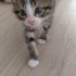 BADEM VE ZEYTİN fotoğraf