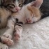 BADEM VE ZEYTİN fotoğraf