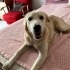 Prens oğlumuz yuva arıyor fotoğraf