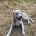 Prens oğlumuz yuva arıyor fotoğraf