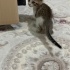Yavru kedi fotoğraf