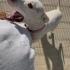 1 yaş Dogo kötü şartlardan kurtarıldı fotoğraf