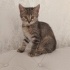 Kucak delisi mır mır oyuncu kedi fotoğraf