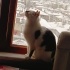 Bu Konuşkan Çocuğun Acil Yeni Yuva Bulması Lazım fotoğraf