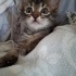 İZMİR MİNİK ZEYTİNE ÖMÜRLÜK YUVASINI ARIYORUZ fotoğraf