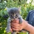 ANNE KEDİ VE MİNİ MİNİ BİRLERİ YUVA ARIYOR fotoğraf