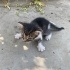 ANNE KEDİ VE MİNİ MİNİ BİRLERİ YUVA ARIYOR fotoğraf