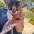 ANNE KEDİ VE MİNİ MİNİ BİRLERİ YUVA ARIYOR fotoğraf