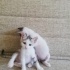 2 Aylık yavrular için yuva arıyoruz fotoğraf