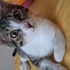 Kendini zorla sevdiren kedi sokağa dönmeden acil yuva aranıyor fotoğraf