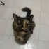 Acil yuva aranıyor fotoğraf